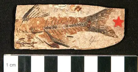 Dokumentasi USNM V3996 dengan identifikasi pada sumber Amphiplaga brachyptera. Isi dan label gambar dipertahankan.