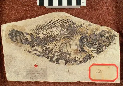 Dokumentasi USNM V4045 dengan identifikasi pada sumber Asineops pauciradiatus. Isi dan label gambar dipertahankan.