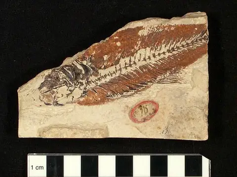 Dokumentasi USNM V3991 dengan identifikasi pada sumber Mioplosus abbreviatus. Isi dan label gambar dipertahankan.