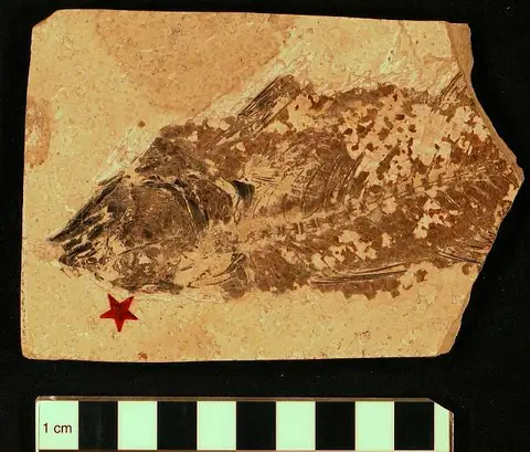 Dokumentasi USNM V4010 dengan identifikasi pada sumber Mioplosus labracoides. Isi dan label gambar dipertahankan.