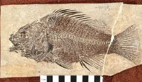 Dokumentasi USNM V4002 dengan identifikasi pada sumber Priscacara serrata. Isi dan label gambar dipertahankan.