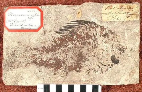 Dokumentasi USNM V4042 dengan identifikasi pada sumber Priscacara cypha. Isi dan label gambar dipertahankan.