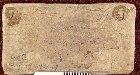 Dokumentasi USNM V4044 dengan identifikasi pada sumber Priscacara liops. Isi dan label gambar dipertahankan.