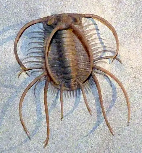 Dokumentasi USNM PAL543125 dengan identifikasi pada sumber Boedaspis ensifer. Isi dan label gambar dipertahankan.