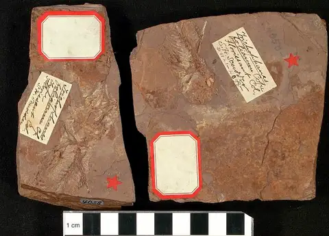 Dokumentasi USNM V4058 dengan identifikasi pada sumber Trichophanes foliarum. Isi dan label gambar dipertahankan.