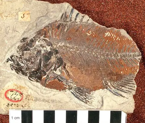 Dokumentasi USNM V4039 dengan identifikasi pada sumber Priscacara oxyprion. Isi dan label gambar dipertahankan.