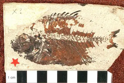 Dokumentasi USNM V4008 dengan identifikasi pada sumber Priscacara pealei. Isi dan label gambar dipertahankan.