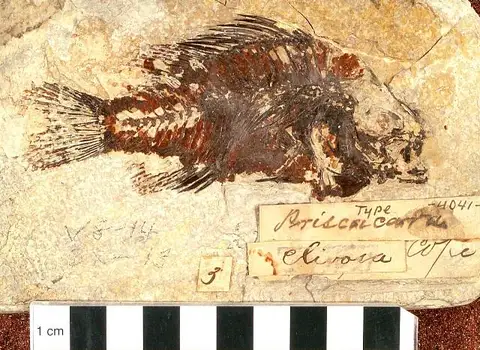 Dokumentasi USNM V4041 dengan identifikasi pada sumber Priscacara clivosa. Isi dan label gambar dipertahankan.