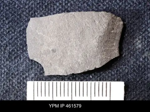 Dokumentasi YPM IP 461579 dengan identifikasi pada sumber Leptobolus insignis. Isi dan label gambar dipertahankan.