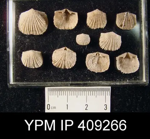 Dokumentasi YPM IP 409266 dengan identifikasi pada sumber Glyptorthis bellarugosa. Isi dan label gambar dipertahankan.