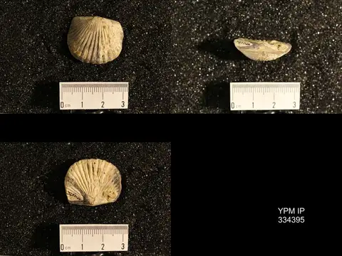 Dokumentasi YPM IP 334395 dengan identifikasi pada sumber Dinorthis transversa. Isi dan label gambar dipertahankan.