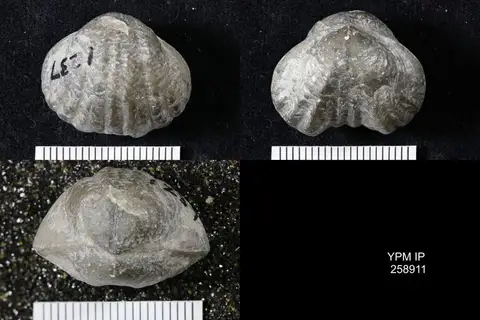 Dokumentasi YPM IP 258911 dengan identifikasi pada sumber Parastrophinella reversa. Isi dan label gambar dipertahankan.
