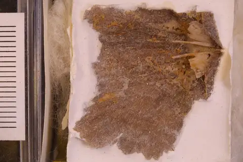 Dokumentasi YPM IP 024272 dengan identifikasi pada sumber Costistricklandia gaspeensis. Isi dan label gambar dipertahankan.