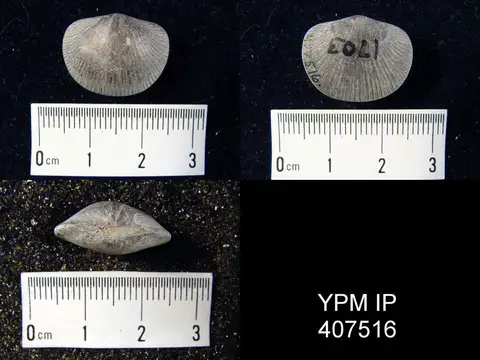 Dokumentasi YPM IP 407516 dengan identifikasi pada sumber Dinorthis anticostiensis. Isi dan label gambar dipertahankan.