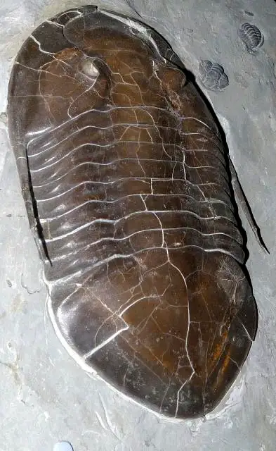 Dokumentasi USNM PAL536869 dengan identifikasi pada sumber Isotelus maximus. Isi dan label gambar dipertahankan.