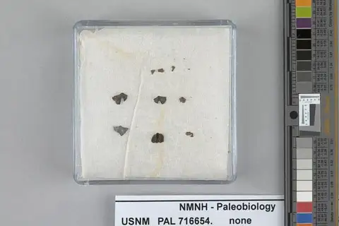 Dokumentasi USNM PAL716654 dengan identifikasi pada sumber Chile mirabilis. Isi dan label gambar dipertahankan.