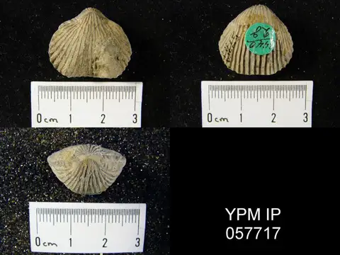 Dokumentasi YPM IP 057717 dengan identifikasi pada sumber Anastrophia verneuili. Isi dan label gambar dipertahankan.