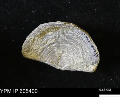 Dokumentasi YPM IP 605400 dengan identifikasi pada sumber Leptaena richmondensis. Isi dan label gambar dipertahankan.