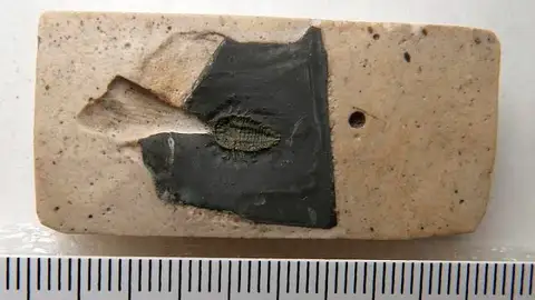 Dokumentasi USNM PAL400935 dengan identifikasi pada sumber Triarthrus eatoni. Isi dan label gambar dipertahankan.