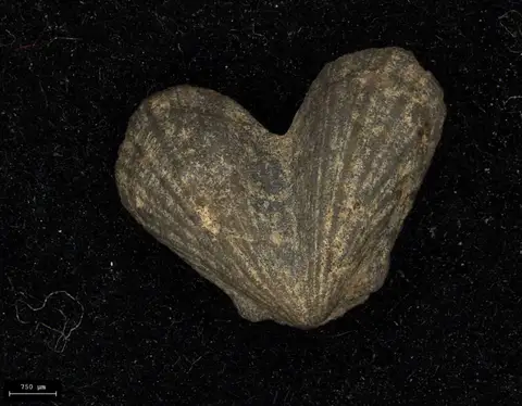 Dokumentasi YPM IP 006974 dengan identifikasi pada sumber Dicoelosia varica. Isi dan label gambar dipertahankan.