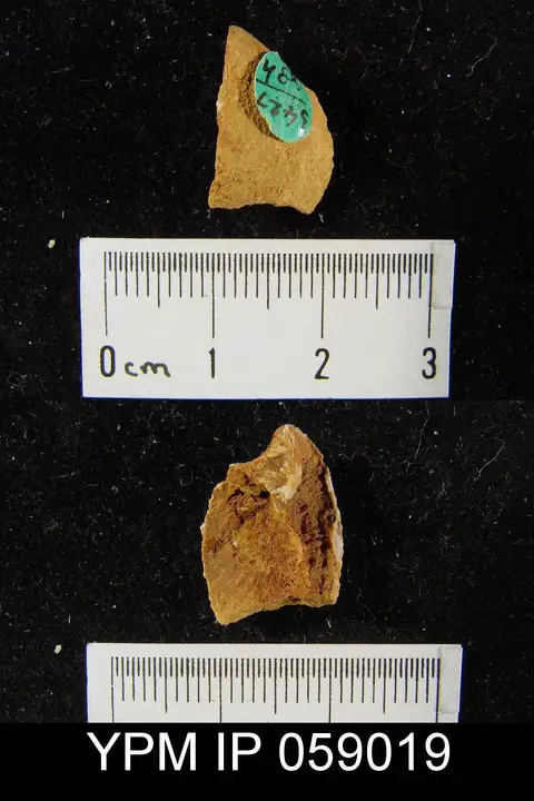 Dokumentasi YPM IP 059019 dengan identifikasi pada sumber Gypidula multicostata. Isi dan label gambar dipertahankan.
