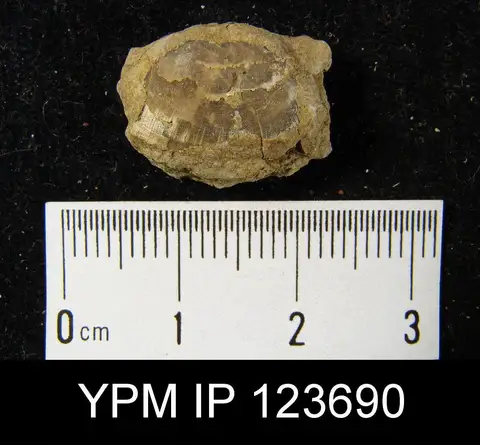 Dokumentasi YPM IP 123690 dengan identifikasi pada sumber Leptaenisca concava. Isi dan label gambar dipertahankan.