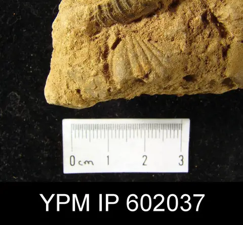 Dokumentasi YPM IP 602037 dengan identifikasi pada sumber Howellella cycloptera. Isi dan label gambar dipertahankan.