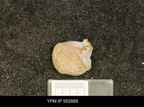 Dokumentasi YPM IP 552689 dengan identifikasi pada sumber Permonautilus cornutus. Isi dan label gambar dipertahankan.