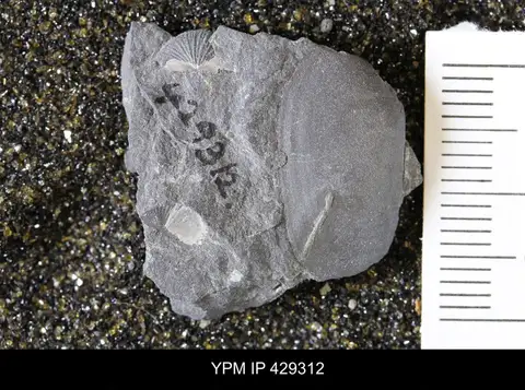 Dokumentasi YPM IP 429312 dengan identifikasi pada sumber Nuculites oblongatus. Isi dan label gambar dipertahankan.