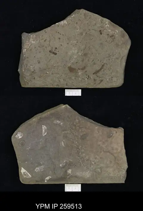 Dokumentasi YPM IP 259513 dengan identifikasi pada sumber Byssonychia radiata. Isi dan label gambar dipertahankan.
