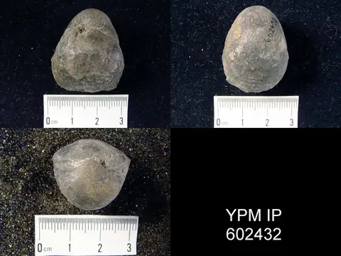 Dokumentasi YPM IP 602432 dengan identifikasi pada sumber Gypidula pseudogaleata. Isi dan label gambar dipertahankan.