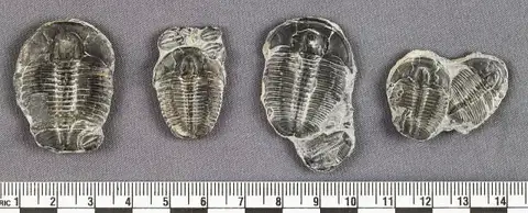 Dokumentasi USNM PAL258813 dengan identifikasi pada sumber Elrathia kingi. Isi dan label gambar dipertahankan.