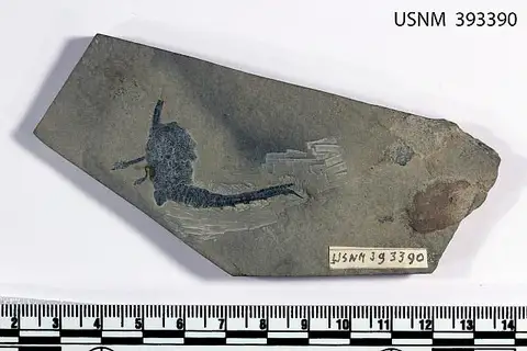 Dokumentasi USNM PAL393390 dengan identifikasi pada sumber Castericystis vali. Isi dan label gambar dipertahankan.