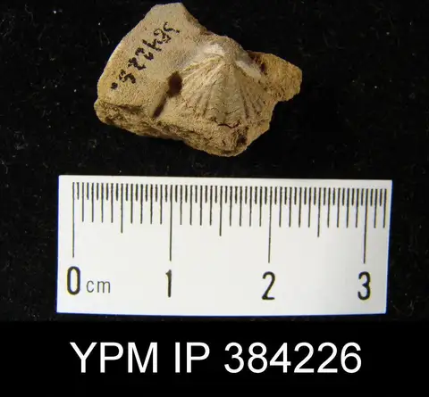 Dokumentasi YPM IP 384226 dengan identifikasi pada sumber Cyrtina varia. Isi dan label gambar dipertahankan.