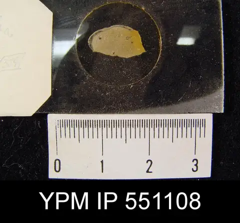 Dokumentasi YPM IP 551108 dengan identifikasi pada sumber Dictyonella reticulata. Isi dan label gambar dipertahankan.