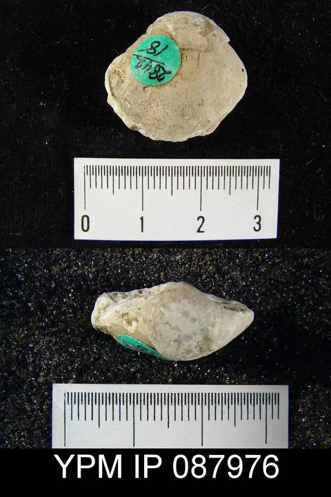 Dokumentasi YPM IP 087976 dengan identifikasi pada sumber Dictyonella gibbosa. Isi dan label gambar dipertahankan.