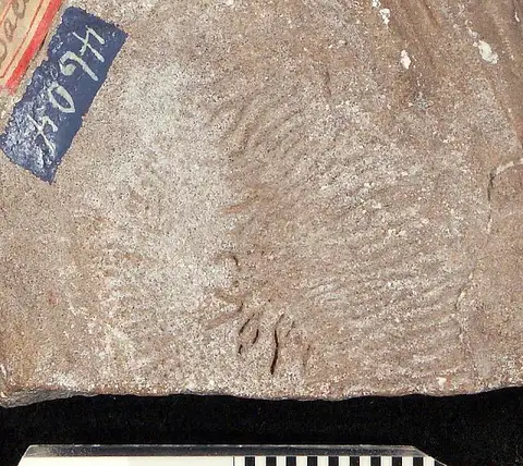 Dokumentasi USNM V4604 dengan identifikasi pada sumber Holoptychius serrulatus. Isi dan label gambar dipertahankan.