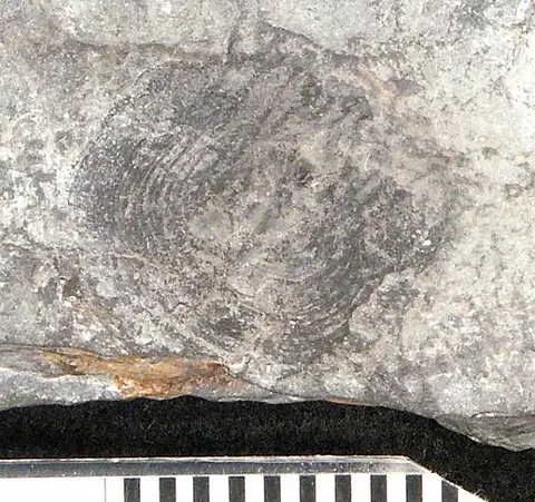 Dokumentasi USNM V4609 dengan identifikasi pada sumber Holoptychius latus. Isi dan label gambar dipertahankan.