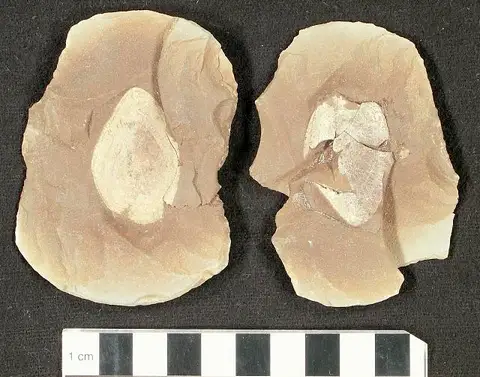 Dokumentasi USNM V4394 dengan identifikasi pada sumber Sagenodus foliatus. Isi dan label gambar dipertahankan.