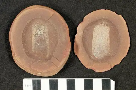 Dokumentasi USNM V4386 dengan identifikasi pada sumber Sagenodus conchiolepis. Isi dan label gambar dipertahankan.