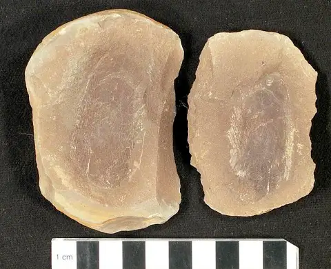 Dokumentasi USNM V4373 dengan identifikasi pada sumber Sagenodus lacovianus. Isi dan label gambar dipertahankan.