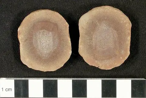 Dokumentasi USNM V4364 dengan identifikasi pada sumber Sagenodus quincunciatus. Isi dan label gambar dipertahankan.
