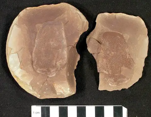 Dokumentasi USNM V4368 dengan identifikasi pada sumber Sagenodus magister. Isi dan label gambar dipertahankan.