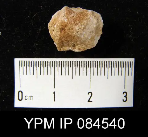 Dokumentasi YPM IP 084540 dengan identifikasi pada sumber Gypidula simplex. Isi dan label gambar dipertahankan.