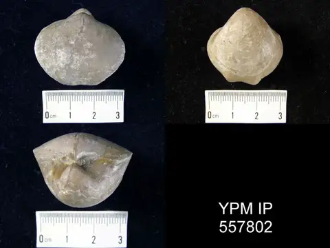 Dokumentasi YPM IP 557802 dengan identifikasi pada sumber Gypidulina optatus. Isi dan label gambar dipertahankan.