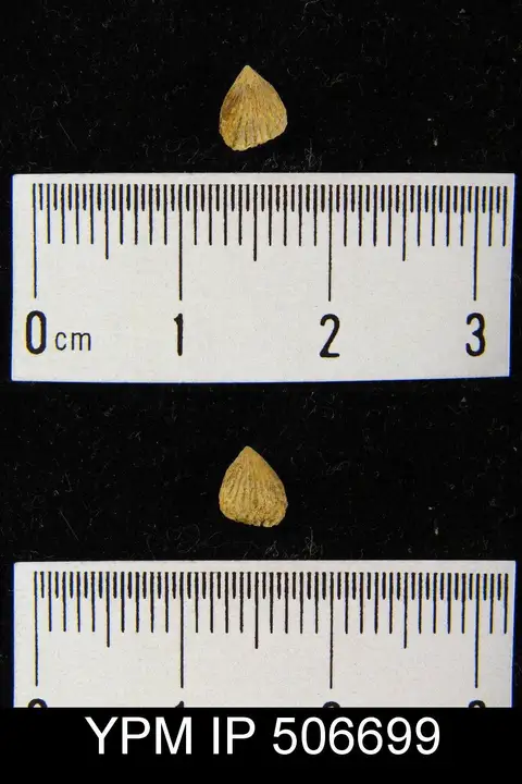 Dokumentasi YPM IP 506699 dengan identifikasi pada sumber Atrypa putilla. Isi dan label gambar dipertahankan.