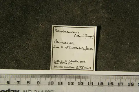 Dokumentasi PI C 73040 dengan identifikasi pada sumber Pseudocenoceras fittoni. Isi dan label gambar dipertahankan.