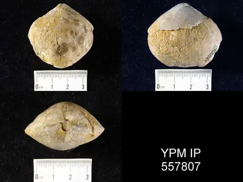 Dokumentasi YPM IP 557807 dengan identifikasi pada sumber Merista herculea. Isi dan label gambar dipertahankan.