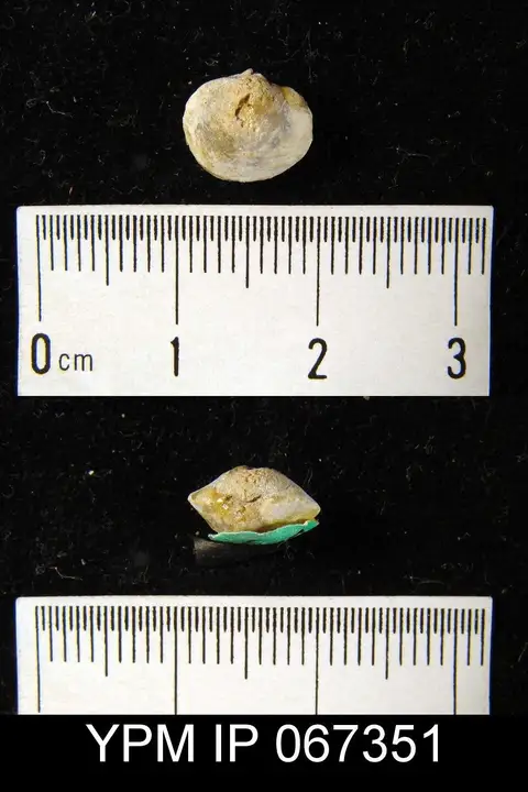 Dokumentasi YPM IP 067351 dengan identifikasi pada sumber Nucleospira ventricosa. Isi dan label gambar dipertahankan.
