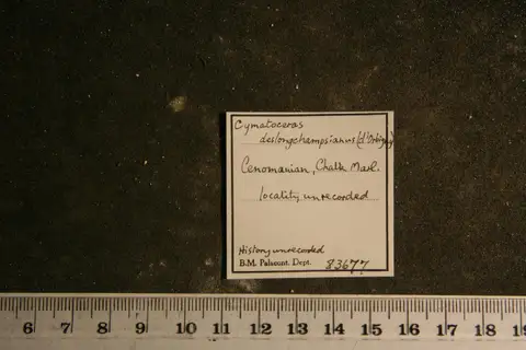 Dokumentasi PI OR 83677 dengan identifikasi pada sumber Cymatoceras deslongchampsianum. Isi dan label gambar dipertahankan.